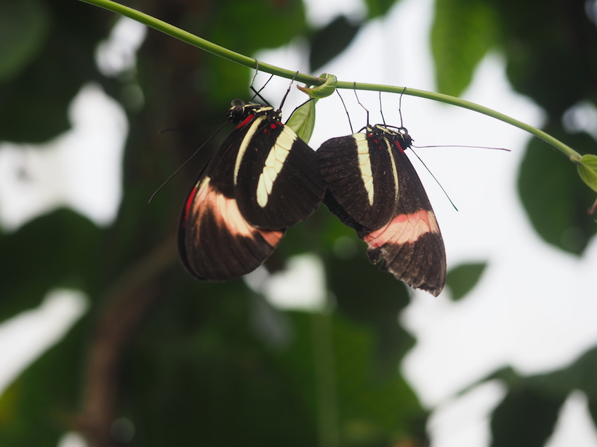 Zwei Schmetterlinge im Londoner Zoo