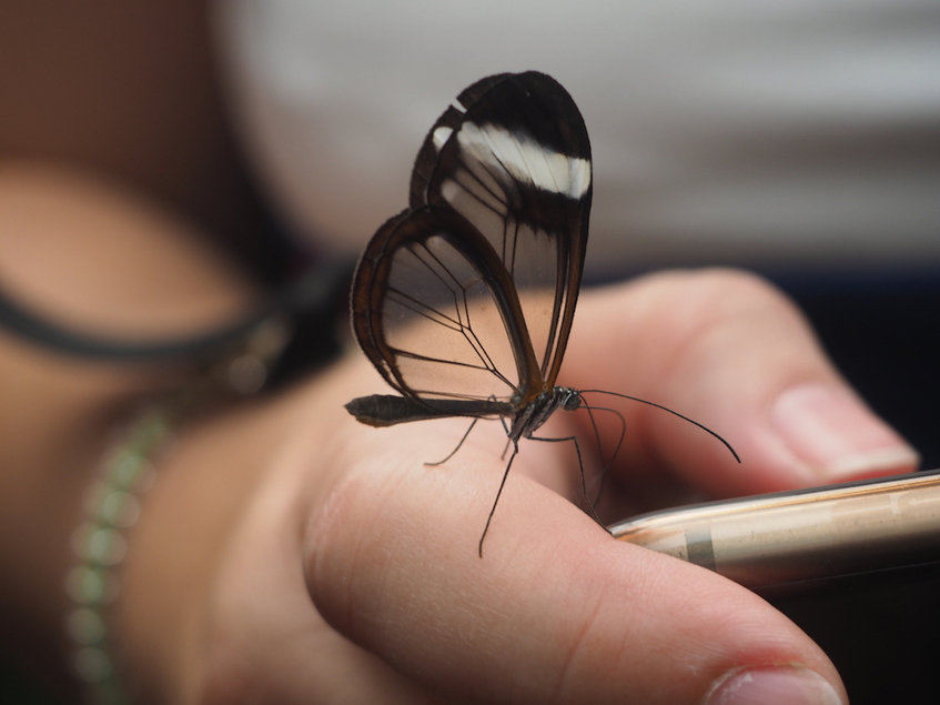Schmetterling mit durchsichtigen Flügeln
