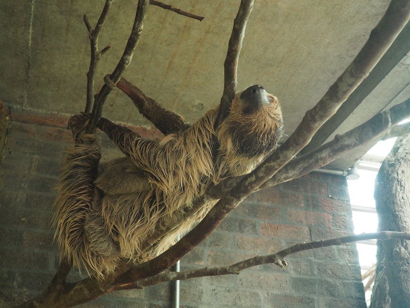 Faultier (engl. Sloth)