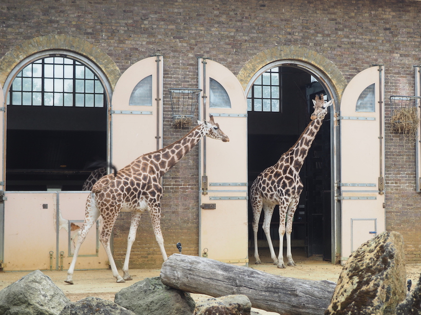 zwei Giraffen (engl. Giraffe)